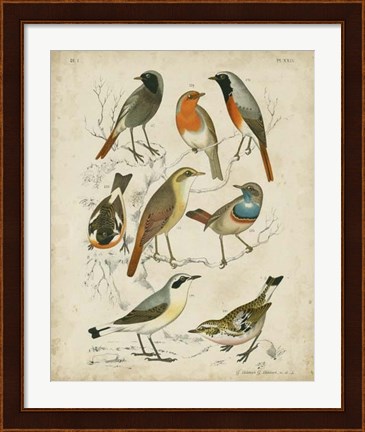 Framed Non-Embellished Avian Gathering I Print