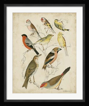 Framed Non-Embellished Avian Gathering II Print