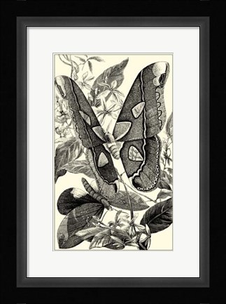 Framed B&amp;W Butterfly II Print