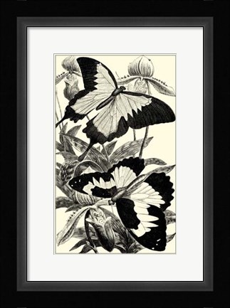Framed B&amp;W Butterfly III Print