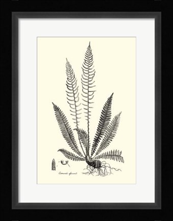 Framed B&amp;W Fern I Print
