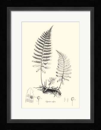 Framed B&amp;W Fern II Print