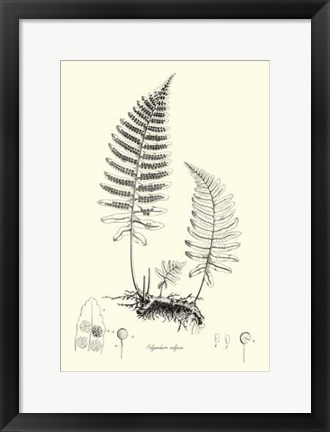 Framed B&amp;W Fern II Print