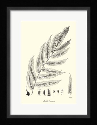 Framed B&amp;W Fern III Print