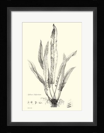 Framed B&amp;W Fern IV Print