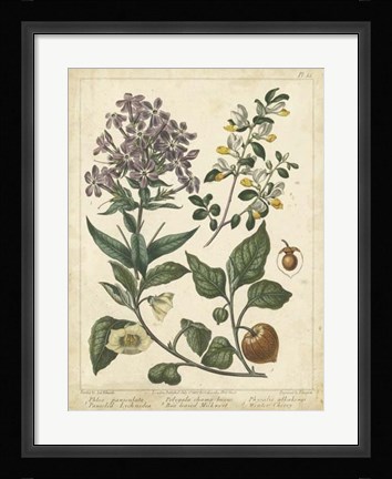 Framed Non-Embellish Enchanted Garden II Print