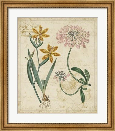 Framed Botanical Repertoire I Print