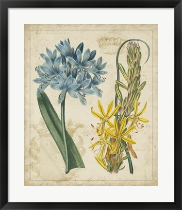 Framed Botanical Repertoire II Print
