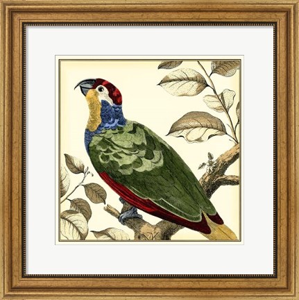 Framed Tropical Parrot II Print