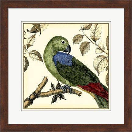 Framed Tropical Parrot III Print