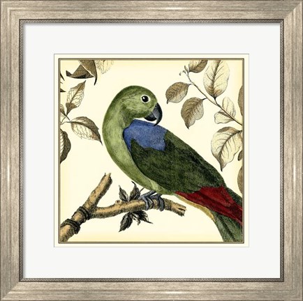 Framed Tropical Parrot III Print