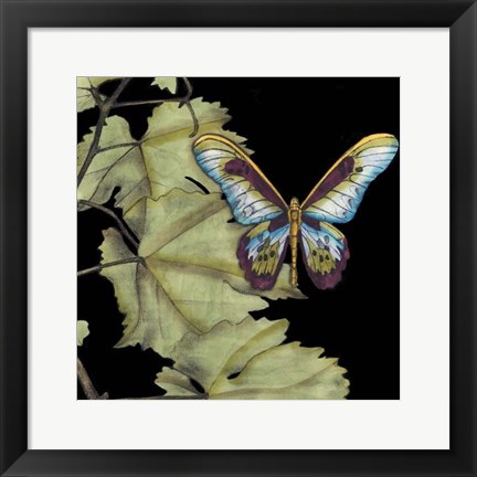 Framed Butterfly on Vine II Print
