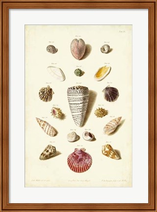 Framed Shells, Tab. III Print