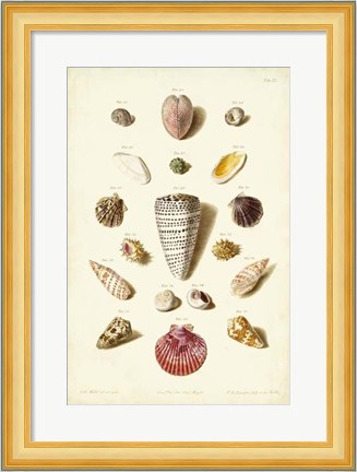 Framed Shells, Tab. III Print