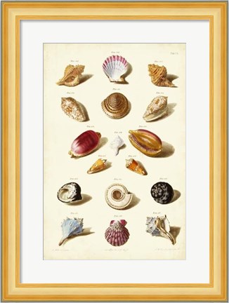 Framed Shells, Tab. VI Print