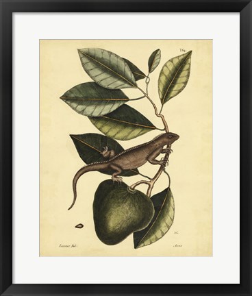 Framed Iguana, Pl. T64 Print