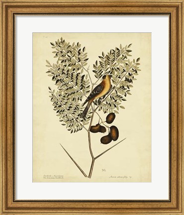 Framed American Goldfinch, Pl. T43 Print