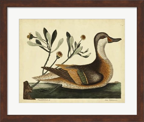 Framed Ilatheria Duck, Pl. T93 Print