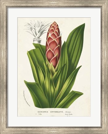 Framed Tropical Bromeliad I Print