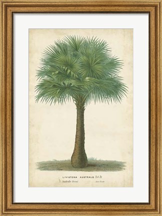 Framed Palm of the Tropics I Print