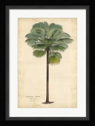 Framed Palm of the Tropics II Print