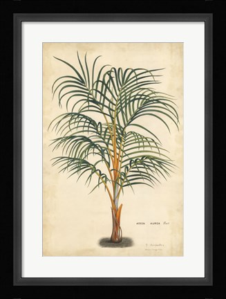 Framed Palm of the Tropics III Print