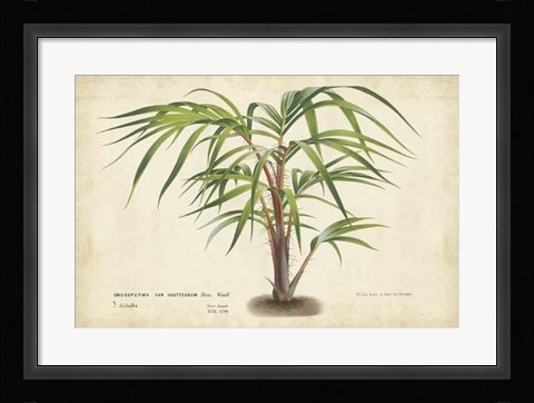 Framed Palm of the Tropics VI Print