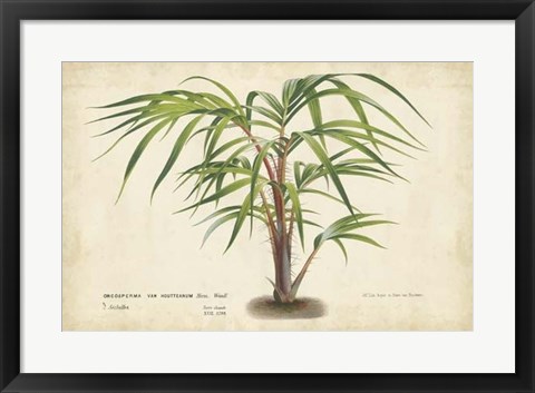 Framed Palm of the Tropics VI Print