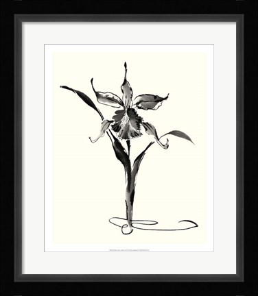 Framed Studies in Ink - Cattleya Print