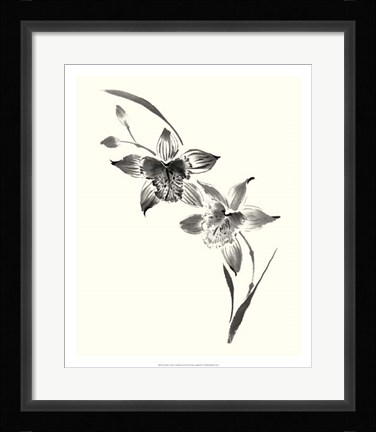 Framed Studies in Ink - Cymbidium Print