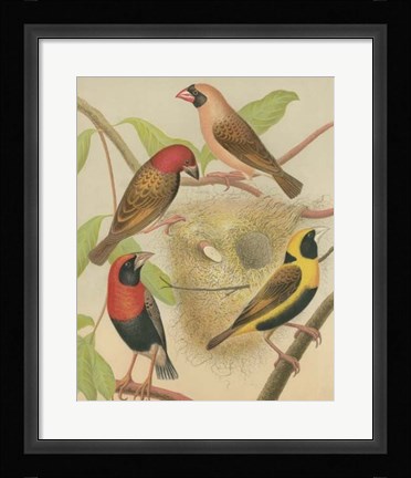 Framed Birdwatcher's Delight II Print