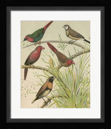 Framed Birdwatcher's Delight III Print