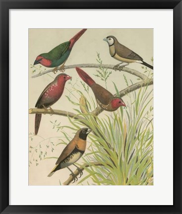Framed Birdwatcher&#39;s Delight III Print