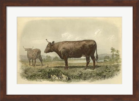Framed Vache De Devon Print