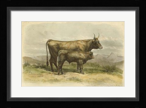 Framed Vache De Salers Print