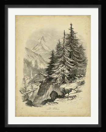 Framed Larch Print