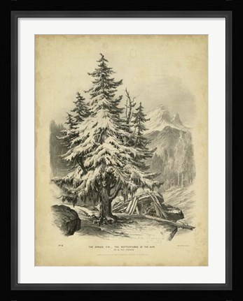 Framed Spruce Print
