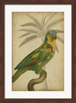 Framed Parrot and Palm II Print