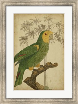 Framed Parrot and Palm IV Print