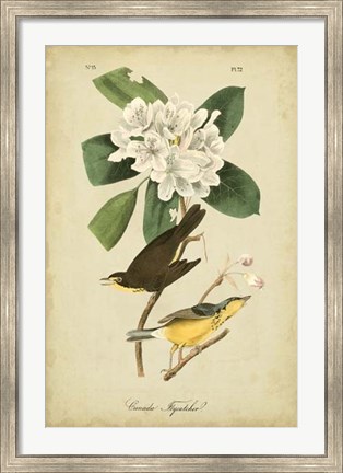 Framed Audubon Canada Flycatcher Print