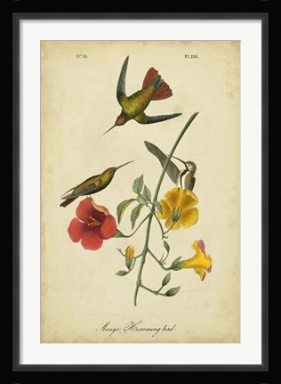 Framed Audubon Mango Hummingbird Print