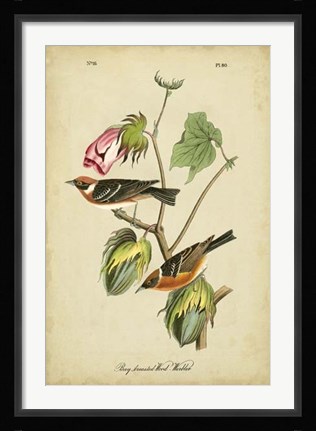 Framed Audubon Bay Breasted Warbler Print