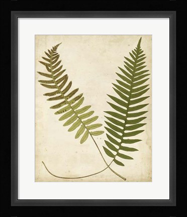 Framed Fern Portfolio III Print