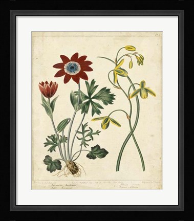 Framed Garden Display II Print