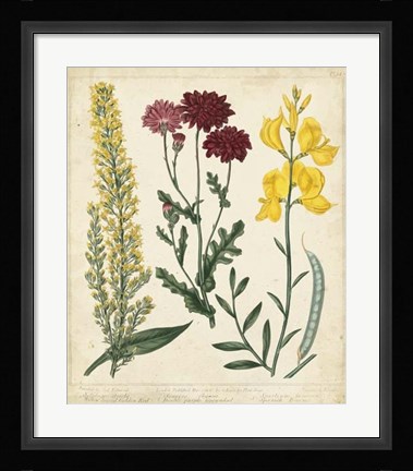 Framed Garden Display III Print