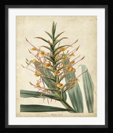 Framed Tropical Delight I Print