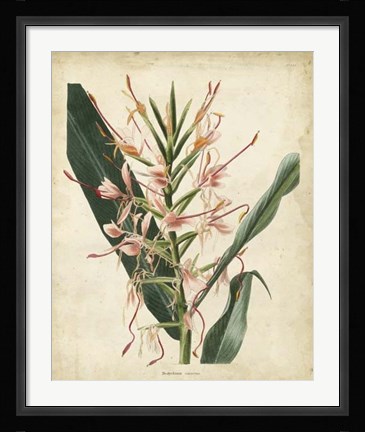 Framed Tropical Delight III Print