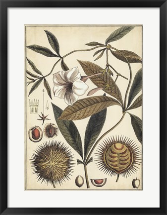 Framed Ivory Botanical Study II Print