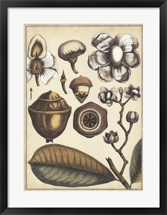 Framed Ivory Botanical Study VI Print