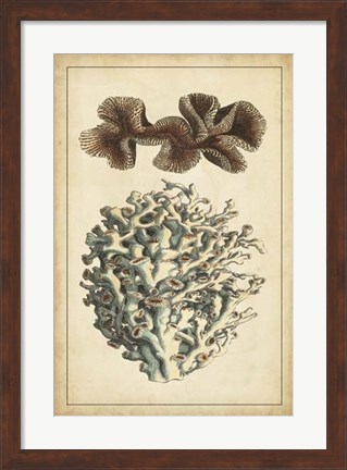 Framed Coral Companion II Print